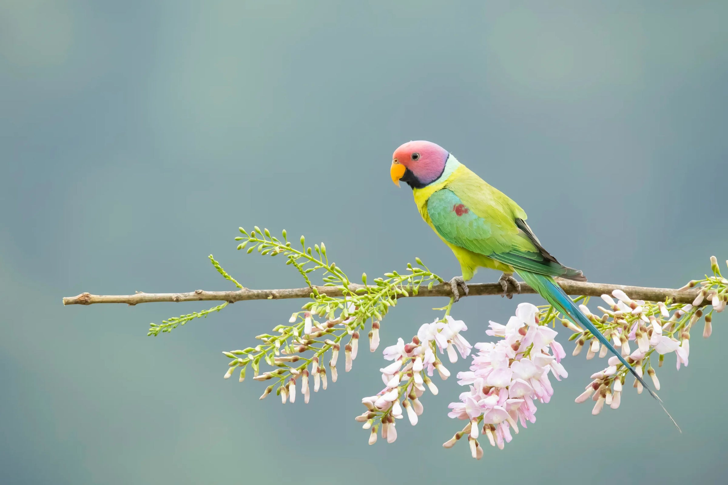 Nature Inspired Parrot Design | Vibrant Peel And Stick Living Room Wall Art Wallpaper image 5