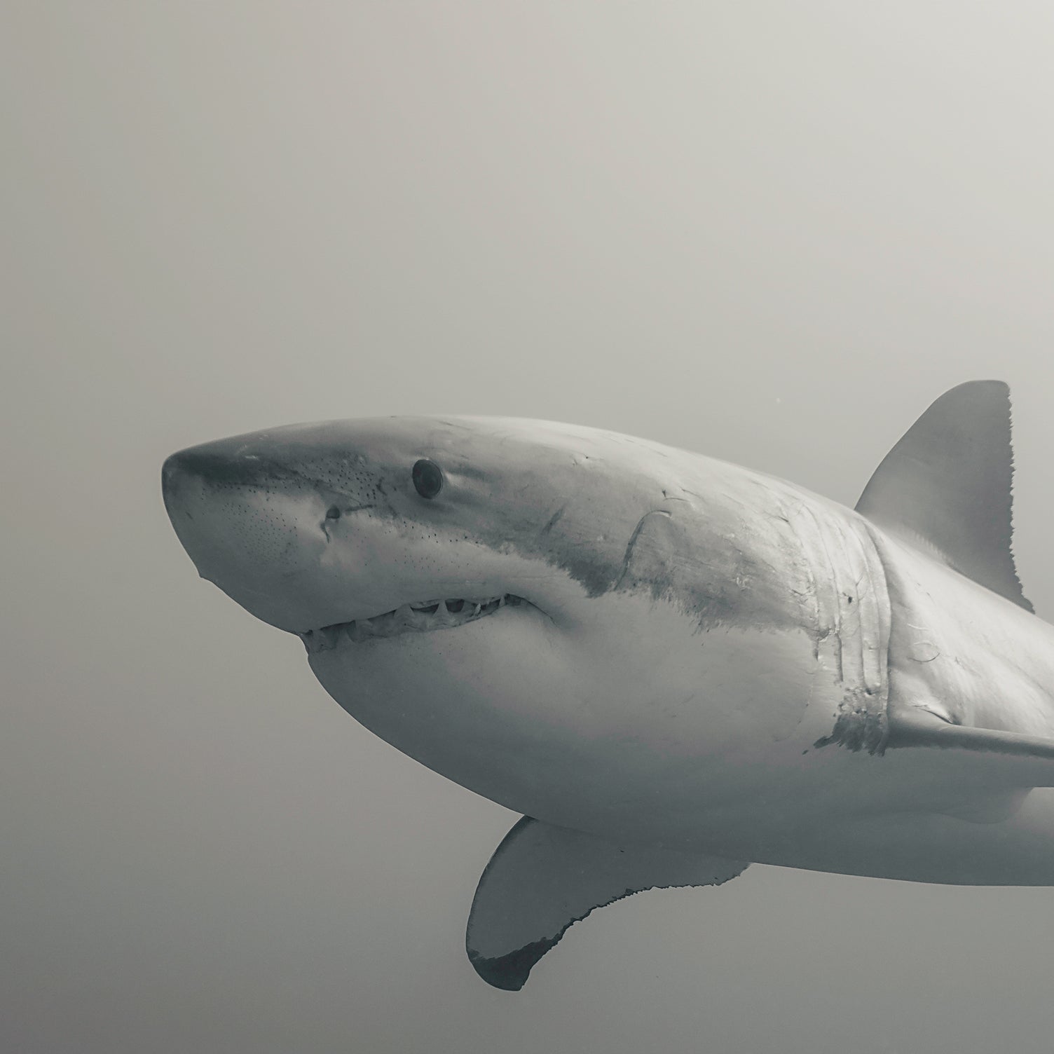 Black And White Shark Wallpaper | Ocean Removable Wall Decor
