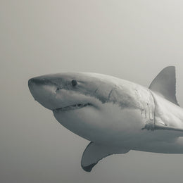 Black And White Shark Wallpaper | Ocean Removable Wall Decor